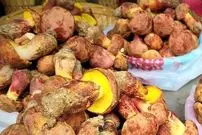 تصاویر| قارچ مرموزی که آدم ها را وادار می کند آدمک های کوچک ببینند