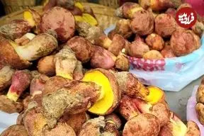 تصاویر| قارچ مرموزی که آدم ها را وادار می کند آدمک های کوچک ببینند