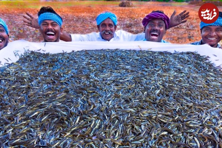 ببینید؛ غذای روستایی در هند؛ پخت خورشت با هزاران ماهی ریز رودخانه ای