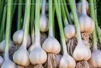 خواص عجیب سیر: ۱۱ خاصیت اثبات شده برای سلامتی
