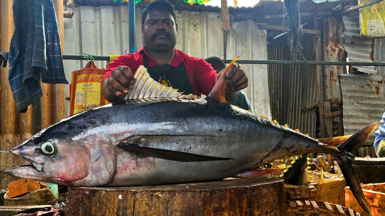 (ویدئو) مهارت استاد هندی در برش زدن سرعتی ماهی تن 57 کیلوگرمی