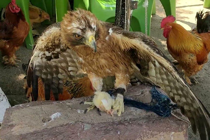(ویدئو) باورنکردنی: حمله دو عقاب به لانه مرغ و بلعیدن سریع تمام جوجه ها!