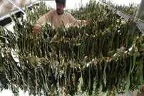 ( ویدیو) ناس قرقیزستان؛ تنباکوی جویدنی، سرطان‌زا و سمی آسیا 