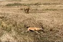 ببینید| اشتباه هولناک «غزال» در برابر «شیر» گرسنه!