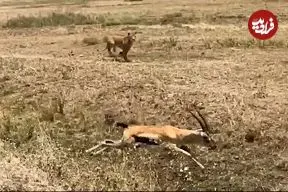 ببینید| اشتباه هولناک «غزال» در برابر «شیر» گرسنه!