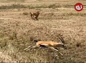 ببینید| اشتباه هولناک «غزال» در برابر «شیر» گرسنه!