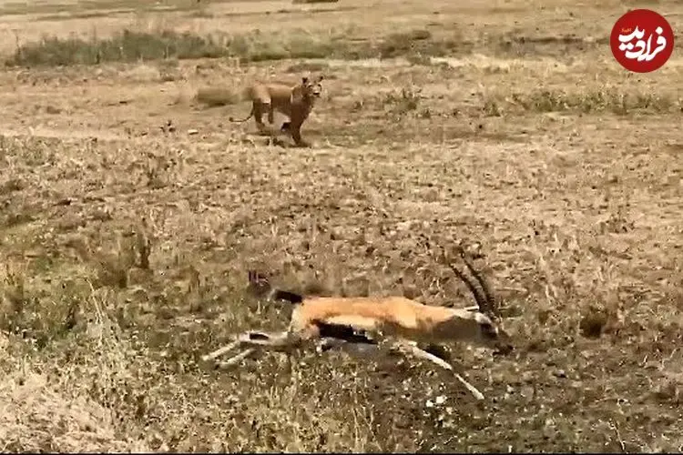 ببینید| اشتباه هولناک «غزال» در برابر «شیر» گرسنه!