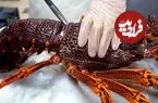 ببینید| غذای خیابانی در آمریکا؛ برش استادانه لابستر قرمز و پخت غذا با آن در نیویورک