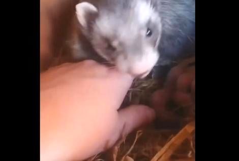 ( ویدیو) موش خرمایی دست صاحبش را گرفت تا بچه هایش را نشانش دهد 