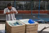 (تصاویر) جولان گرما در تهران