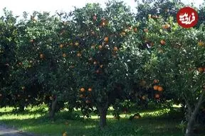 ببینید| مراحل تماشایی برداشت و فرآوری صدها تن پرتقال از باغ های فلوریدا