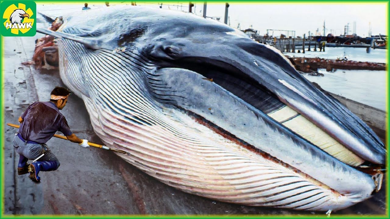 (ویدئو) ژاپنی ها چگونه گوشت نهنگ های بزرگ را برش داده و پردازش می کنند؟