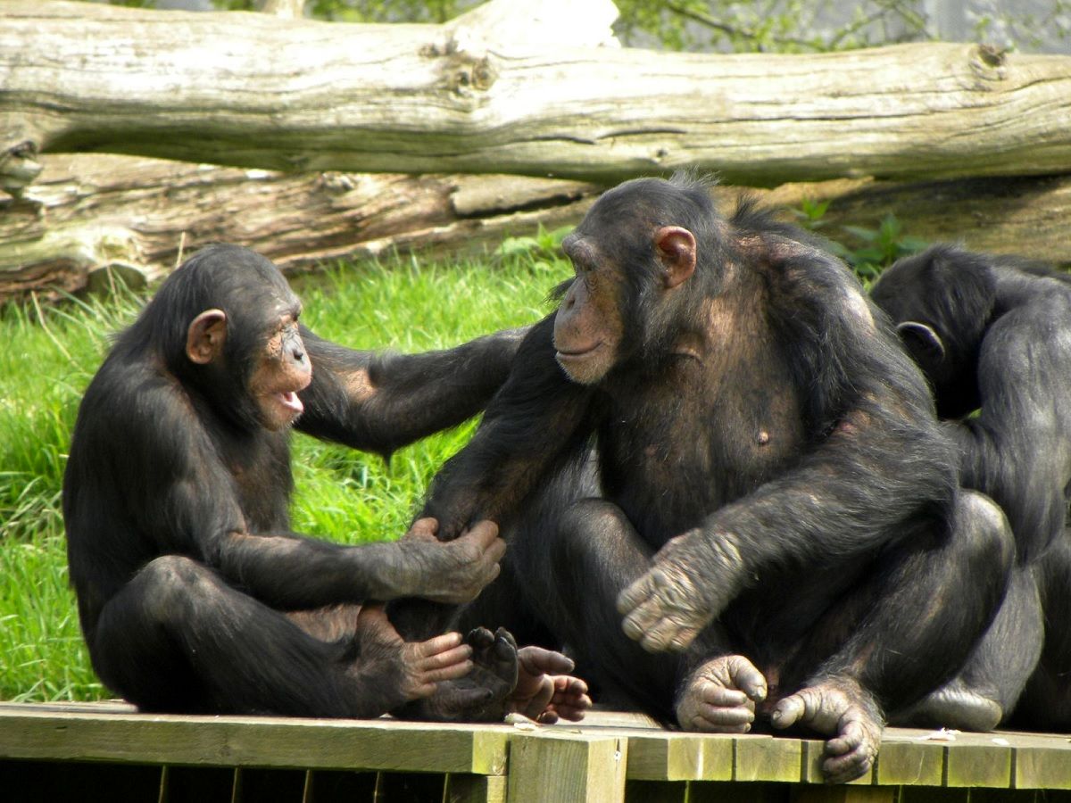 میمون‌های نوجوان بزرگترهایشان را «اذیت» می‌کنند!
