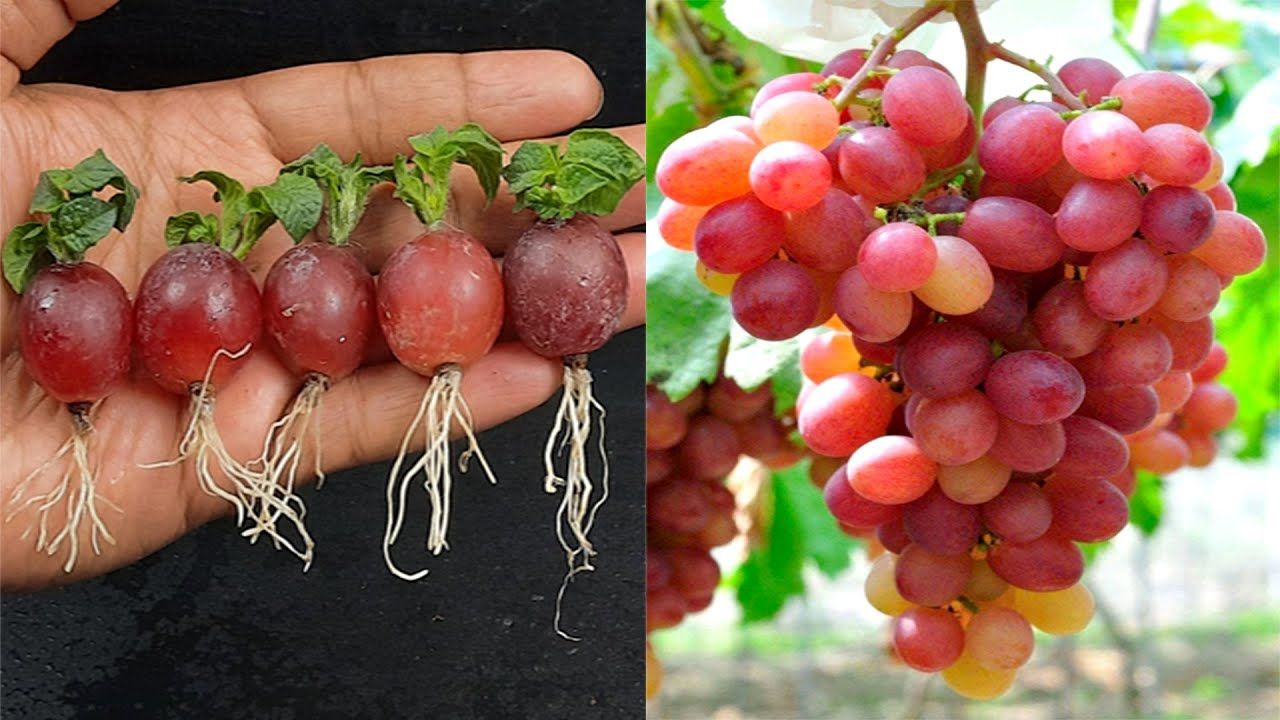 (ویدئو) نحوه کاشت و پرورش دانه انگور در گلدان به سبک کشاورز بنگلادشی