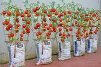 (ویدئو) چگونه گوجه فرنگی را در گونی های پلاستیکی بکاریم و برداشت کنیم؟