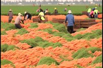ببینید| چگونه آمریکایی ها صدها تن هویج را برداشت و فرآوری می کنند؟