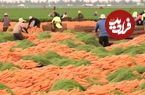 ببینید| چگونه آمریکایی ها صدها تن هویج را برداشت و فرآوری می کنند؟