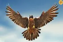 (ویدئو) یک شاهین، خرگوش و سگ را با هم شکار کرد!