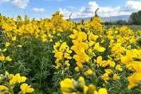 (تصاویر) ۶۰۰ میلیون تومان جریمه نقدی برای چیدن این گل در ترکیه