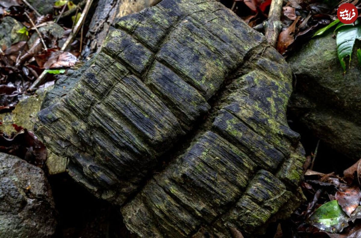 دانشمندان یک جنگل گمشده 23 میلیون ساله را در پاناما کشف کردند