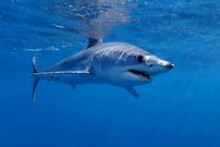 آیا کوسه‌ها استخوان دارند؟