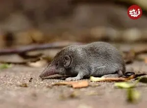 تأیید رسمی انقراض یک گونه