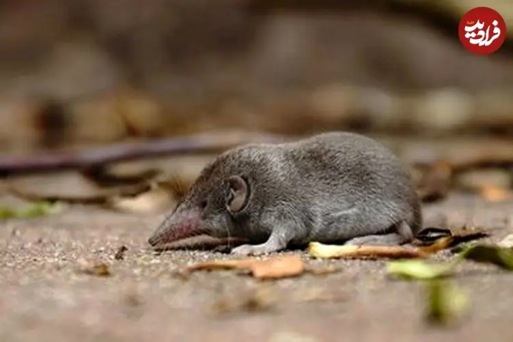 تأیید رسمی انقراض یک گونه