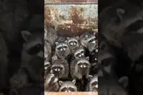 (ویدئو) حمله قبیله ای راکون ها به سطل آشغال؛ چهره دیدنی آن ها پس از لو رفتن!