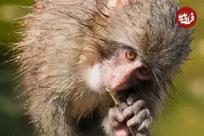 تصاویری از یک سالگی پانچ؛ میمون یتیمی که با یک عروسک جهانی شد