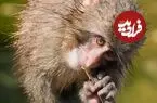 تصاویری از یک سالگی پانچ؛ میمون یتیمی که با یک عروسک جهانی شد