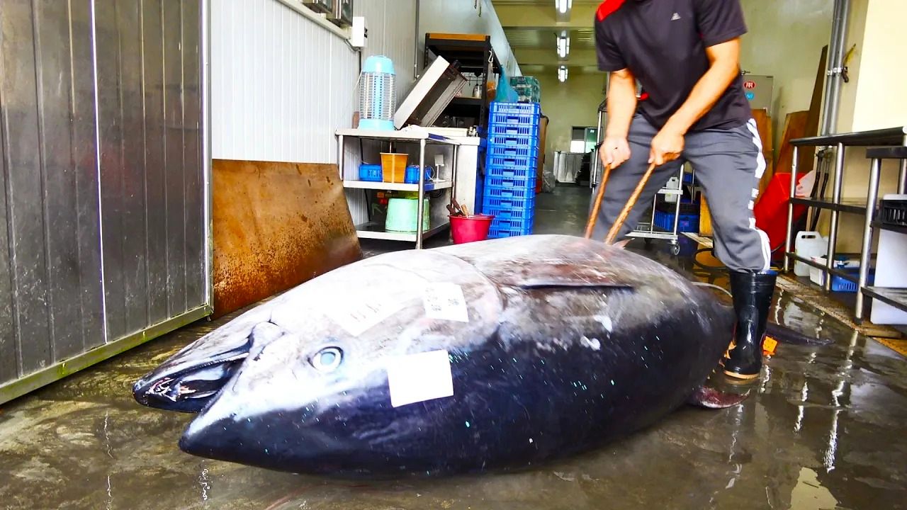 (ویدئو) مهارت خیره کننده استاد تایوانی در برش زدن ماهی تن 369 کیلوگرمی
