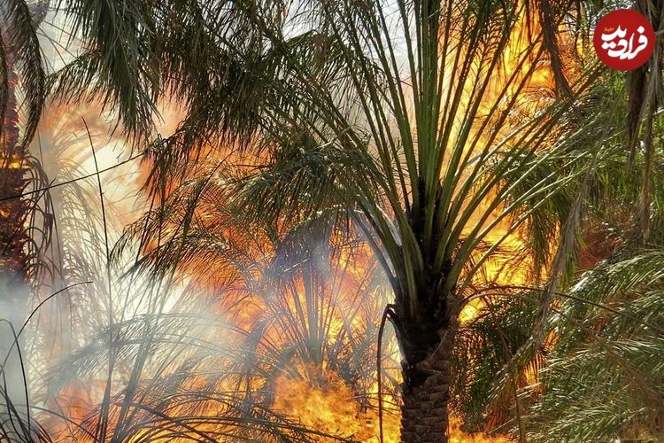 عکس؛ نخلستان‌های نیمی از روستاهای آبادان در آتش سوختند و خاکستر شدند