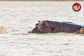 ببینید| مزاحمت عجیب یک کوسه گاوی کنجکاو برای 10 اسب آبی