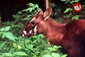 تصاویر؛ شاخ‌دوکی؛ کمیاب‌ترین پستاندار جهان مشهور به «تک‌شاخ آسیا» که تنها در یک جنگل وجود دارد