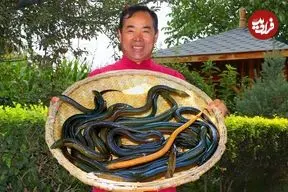 ببینید| غذای روستایی در چین؛ پخت غذا با مارماهی به روش آشپز مشهور روستایی