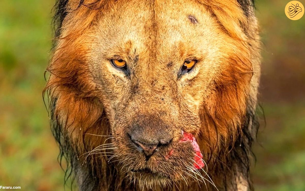 (ویدئو) یک شیر نر با دهان پاره شده در حیات وحش آفریقا