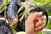 ببینید| سقنقور تمساحی چشم قرمز؛ مارمولکی شبیه اژدها با چشمانی قرمز!