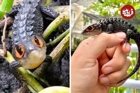 ببینید| سقنقور تمساحی چشم قرمز؛ مارمولکی شبیه اژدها با چشمانی قرمز!