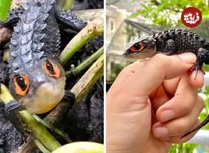 ببینید| سقنقور تمساحی چشم قرمز؛ مارمولکی شبیه اژدها با چشمانی قرمز!