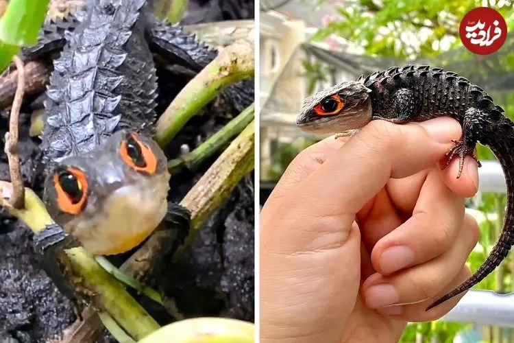 ببینید| سقنقور تمساحی چشم قرمز؛ مارمولکی شبیه اژدها با چشمانی قرمز!
