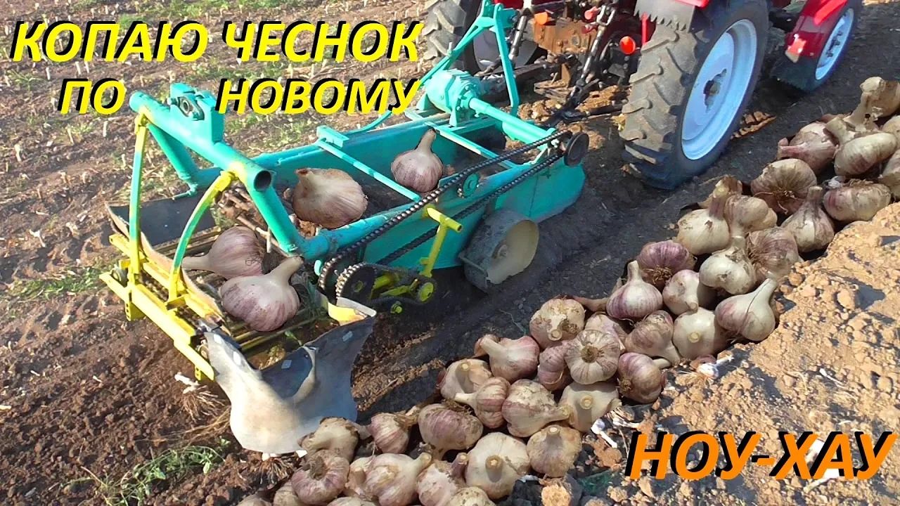 (ویدئو) روس ها به این شیوه جالب در مزرعه سیر می کارند و برداشت می کنند
