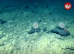 کشف یک جاده آجری زرد در انتهای اقیانوس آرام