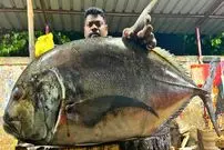 ببینید| مهارت و هنر ماهی فروش هندی در برش زدن ماهی تراولی در کنار خیابان