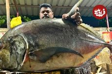 ببینید| مهارت و هنر ماهی فروش هندی در برش زدن ماهی تراولی در کنار خیابان