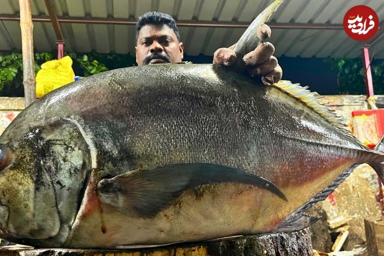 ببینید| مهارت و هنر ماهی فروش هندی در برش زدن ماهی تراولی در کنار خیابان