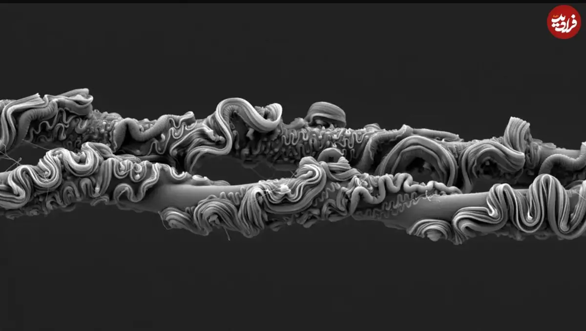 شاهکارهای عکاسی که برندۀ جایزه شدند؛ از «تار عنکبوت» تا «پروانه‌ای شبیه مار»