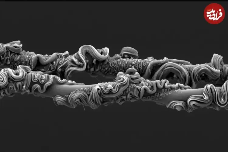 شاهکارهای عکاسی که برندۀ جایزه شدند؛ از «تار عنکبوت» تا «پروانه‌ای شبیه مار»