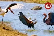 ببینید| درگیری سه پرنده و یک تمساح بر سر یک ماهی!