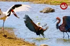 ببینید| درگیری سه پرنده و یک تمساح بر سر یک ماهی!