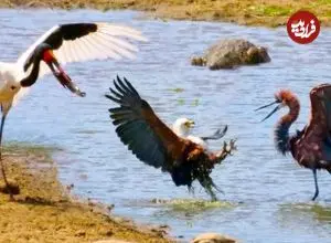 ببینید| درگیری سه پرنده و یک تمساح بر سر یک ماهی!